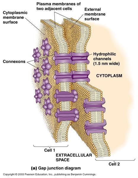 Junções comunicantes: estrutura molecular constituidas por proteínas formadoras de canais