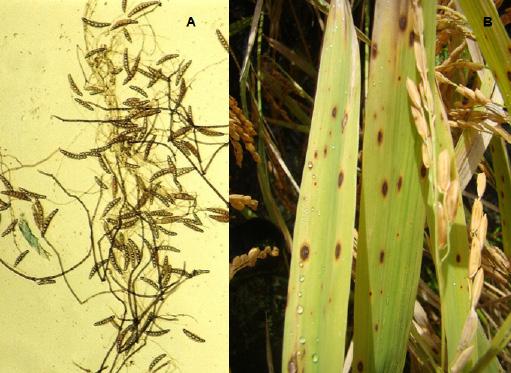 Doenças da Cultura do Arroz Irrigado 21 passa a desenvolver-se um centro mais claro, acinzentado. Nas cultivares suscetíveis, as manchas são muitas e podem chegar a 1 cm ou mais de comprimento.