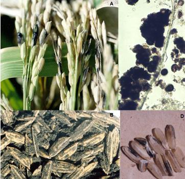 Doenças da Cultura do Arroz Irrigado 39 Figura 12. Características dos sintomas da cárie na panícula (A) nos grãos (B, D) e dos teliósporos de Telletia barclayana (C).