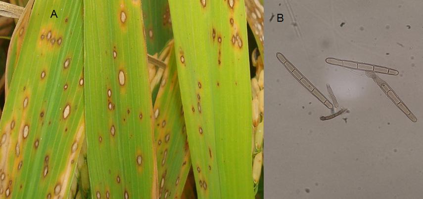 Doenças da Cultura do Arroz Irrigado 53 Figura 17. Características dos sintomas de mancha-ocular nas folhas das plantas de arroz (A) e dos esporos de Drechslera gigantea (B).