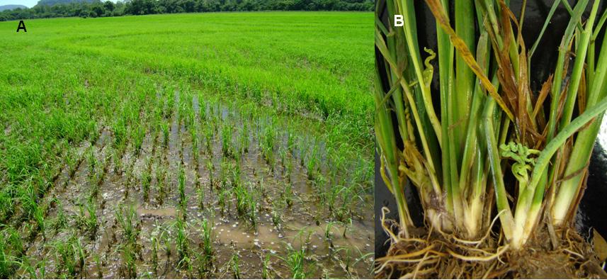 Doenças da Cultura do Arroz Irrigado 65 Figura 21. Características dos sintomas do vírus do enrolamento da folha do arroz e com uma visão parcial das manchas ou reboleiras na lavoura.