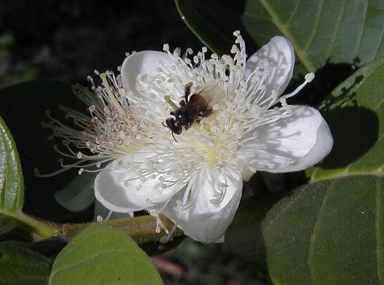 Angiospermas Características gerais Urna sementes Quarto grupo de plantas a evoluir no ambiente terrestre Também