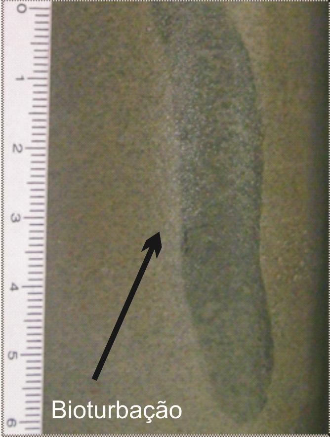 litofácies FLs representa folhelhos com finas interlaminações sílticas de coloração esverdeada (Foto 13) e a litofácies