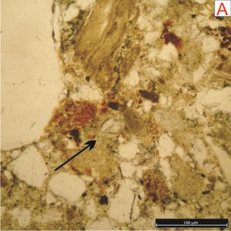 61 Os microfósseis são bastante utilizados para determinação da idade de camadas rochosas, e em apenas uma amostra foram identificados microfósseis de ostracodes (Fotos 35 A e B).