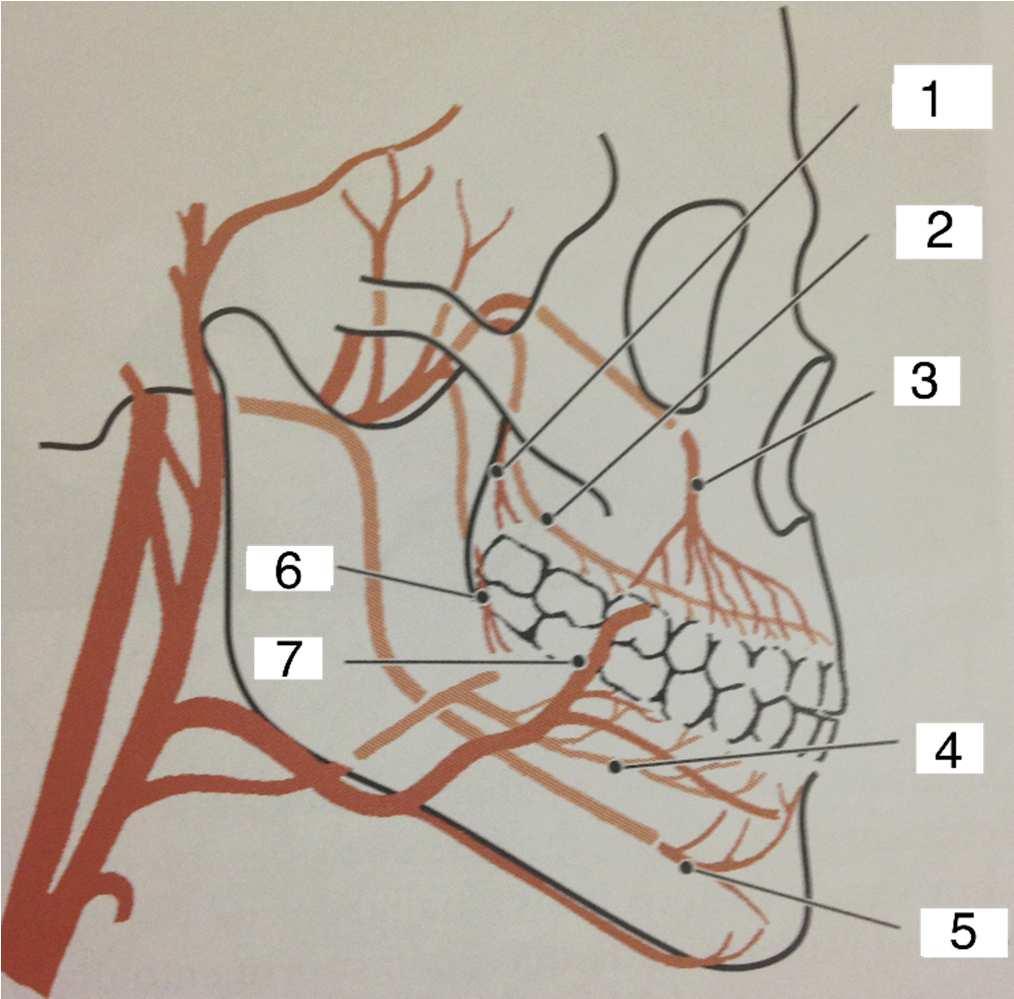 22. Tanto o suprimento sanguíneo quanto o linfático têm um papel importante na drenagem do líquido tecidual e na disseminação da inflamação. Considere a figura a seguir. 23.