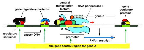 Plantas transgênicas e o estudo da expressão gênica Regulação da