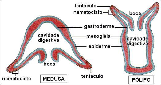 FILO CNIDÁRIA - COELENTERATA POSSUEM: Sistema tegumentário (ecto e endoderme), bem constituídas, com camada gelatinosa entre elas (mesogleia) Mesogleia é secretada pela epiderme e pela gastroderme.