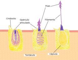 FILO CNIDÁRIA - CÉLULAS Outras Células de um cnidário: Epitélio-musculares ou