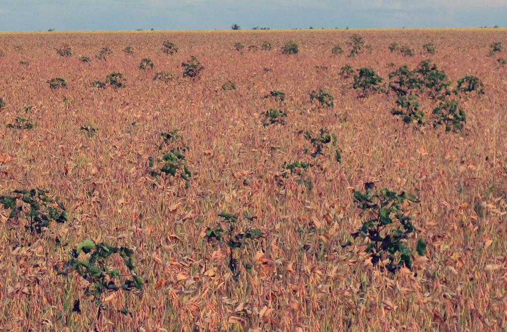 Figura 6. Plantas de algodão em lavouras de soja, mesmo fora do vazio sanitário, está em desacordo com o artigo 27 (Foto: Jean Belot).