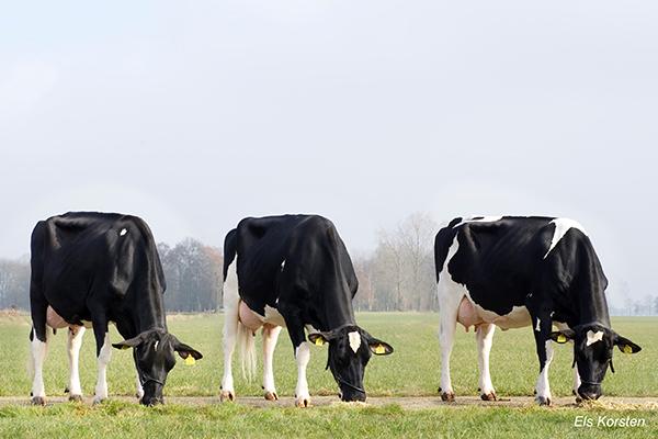 Vacas sustentáveis: 3 filhas de Delta Atlantic Neste momento, há uma forte tendência de avanço da agricultura em grande escala.