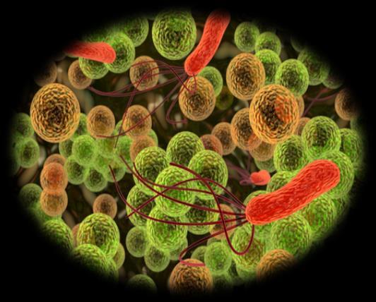 Para lembrar! REINO MONERA O reino monera é formado por bactérias, cianobactérias e arqueobactérias (também chamadas arqueas).