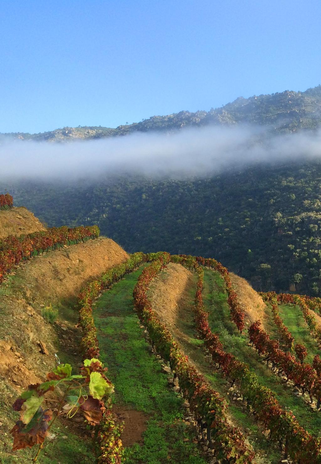 Quem somos A Quinta do Javali é uma pequena propriedade de cerca de 18ha destinados a plantação de vinha. Localiza se junto à margem esquerda do rio Douro na freguesia de Nagoselo do Douro S.