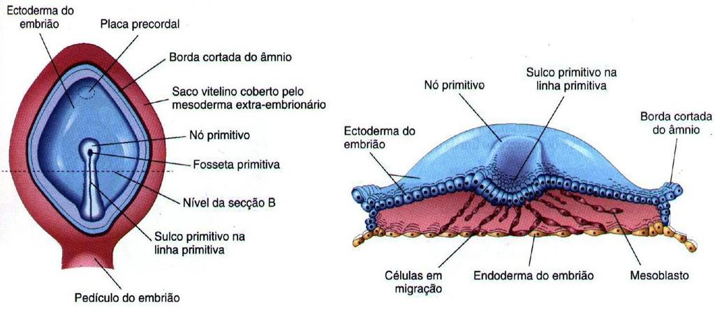 36 Com o aparecimento da linha primitiva torna possível identificar o eixo cefálico-caudal, as superfícies dorsal e ventral e os lados direito e esquerdo do embrião.