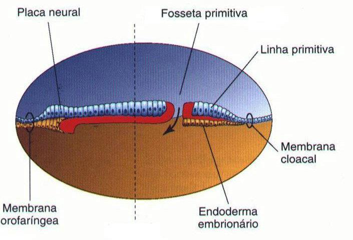 Este cordão celular adquire logo uma luz denominada canal notocordal. O processo notocordal cresce para frente entre o ectoderma e endoderma até alcançar uma região denominada placa pré-cordal.