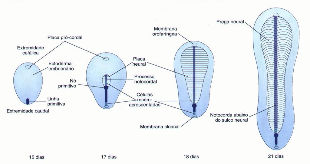 38 FORMAÇÃO DA CRISTA NEURAL Enquanto as pregas neurais se fundem para formar o tubo neural, células ectodérmicas localizadas nas margens laterais da placa neural migram dorsolateralmente ao tubo