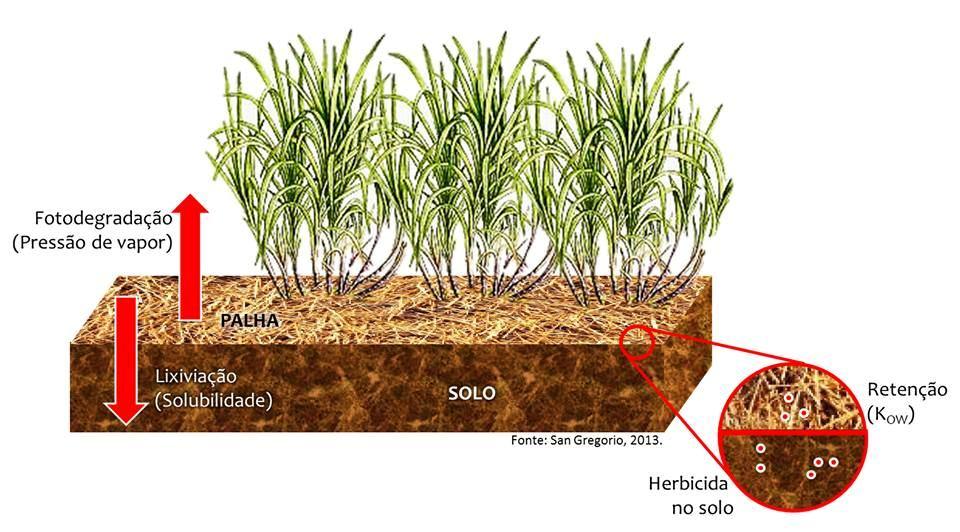 Silva et al. 98 Figura 1. Comportamento de herbicidas aplicados em pré-emergência sobre a palha de cana de açúcar. Tabela 4.