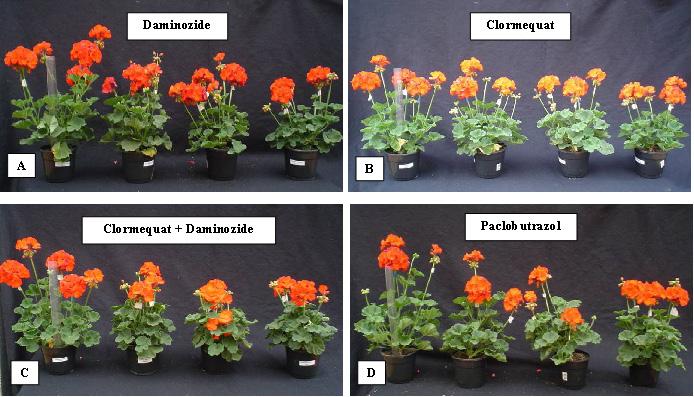 156 Produção e qualidade de plantas de gerânio zonal (Pelargonium x hortorum L. H. Bailey) em resposta à aplicação de clormequat Figura 4.