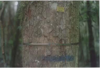 Figura 1: Cinta dendrométrica instalada em uma árvore selecionada.