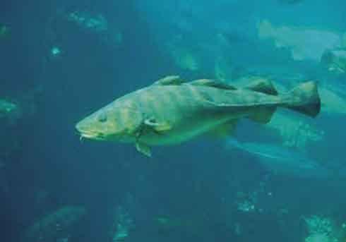 museu marítimo de ílhavo Visitas Adaptadas a Unidades Curriculares: Preservação dos Oceanos A ação desenvolve-se na Sala da Faina Maior ou no Navio Museu Santo André.