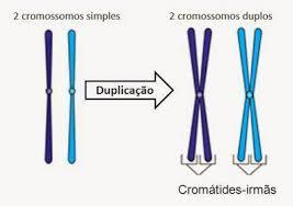 3. Nucléolo São massas densas, geralmente uma ou duas, onde estão concentrados o RNA ribossômico e proteínas específicas. Sua função é produzir as subunidades ribossômicas. 4.