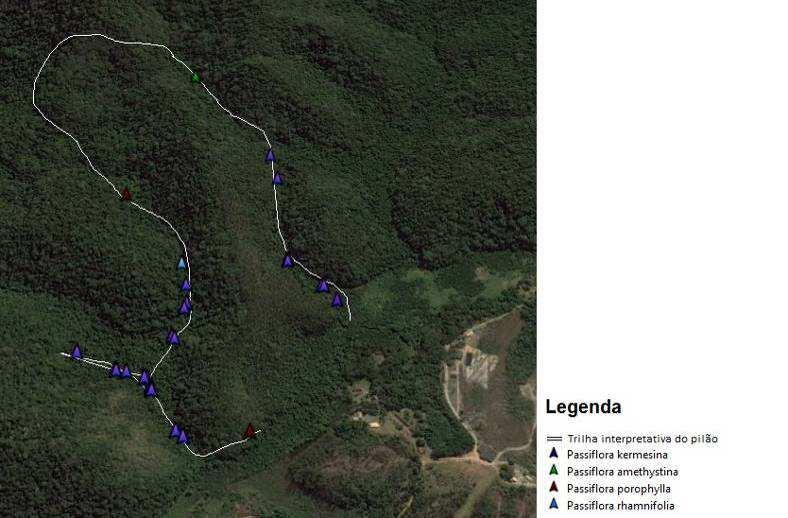 Figura 2: Localização das espécies de Passifloraceae na trilha Interpretativa do Pilão, Reserva Biológica União-RJ.