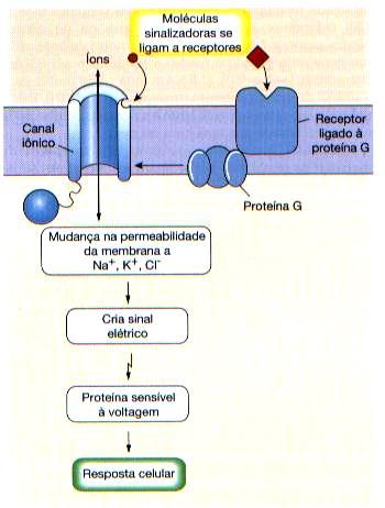 Os canais iônicos associados a ligantes são receptores simples que alteram o fluxo de