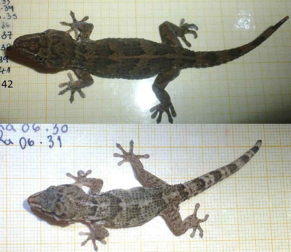 A B Fig. 2 Fotografias dorsais de dois espécimes de T. gigas (A) e T.