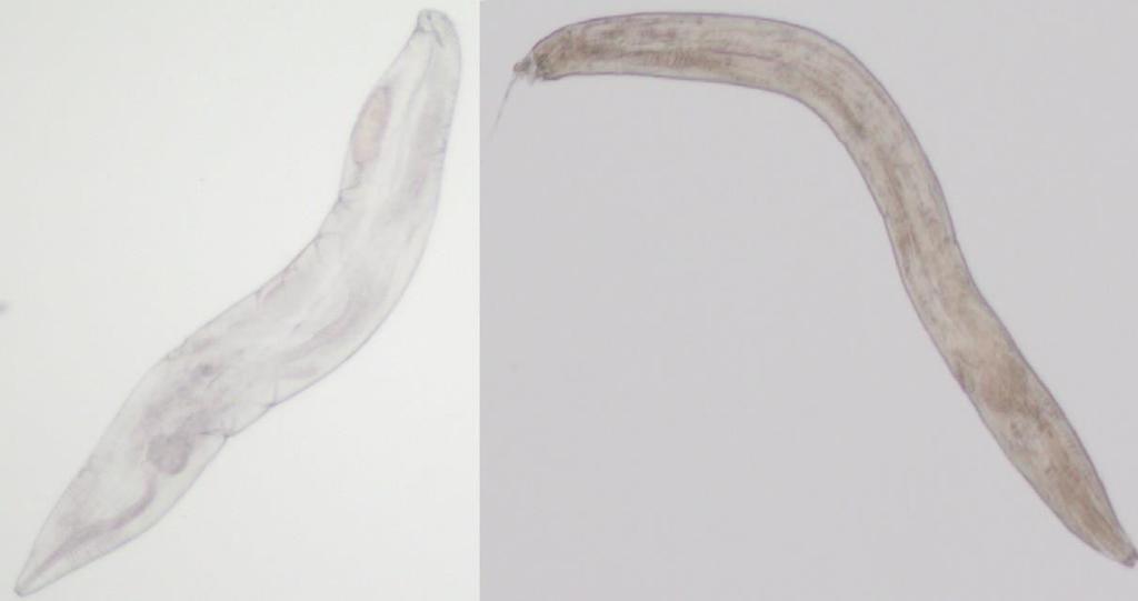 A B Fig. 3 Fotografias de microscopia óptica de dois espécimes de Parapharyngodon sp. (A) e Spauligodon sp. (B) ambos recolhidos nas fezes de T.
