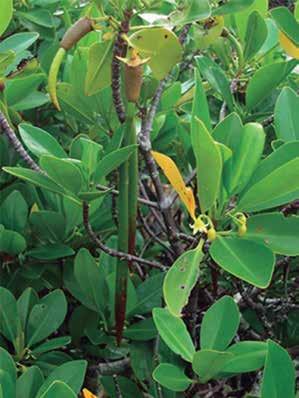 Francisca H. Muniz Rhizophora mangle Rhizoplora mangle L., conhecida como mangue-vermelho e sapateiro, é uma espécie típica de manguezal, da família Rhizophoraceae.