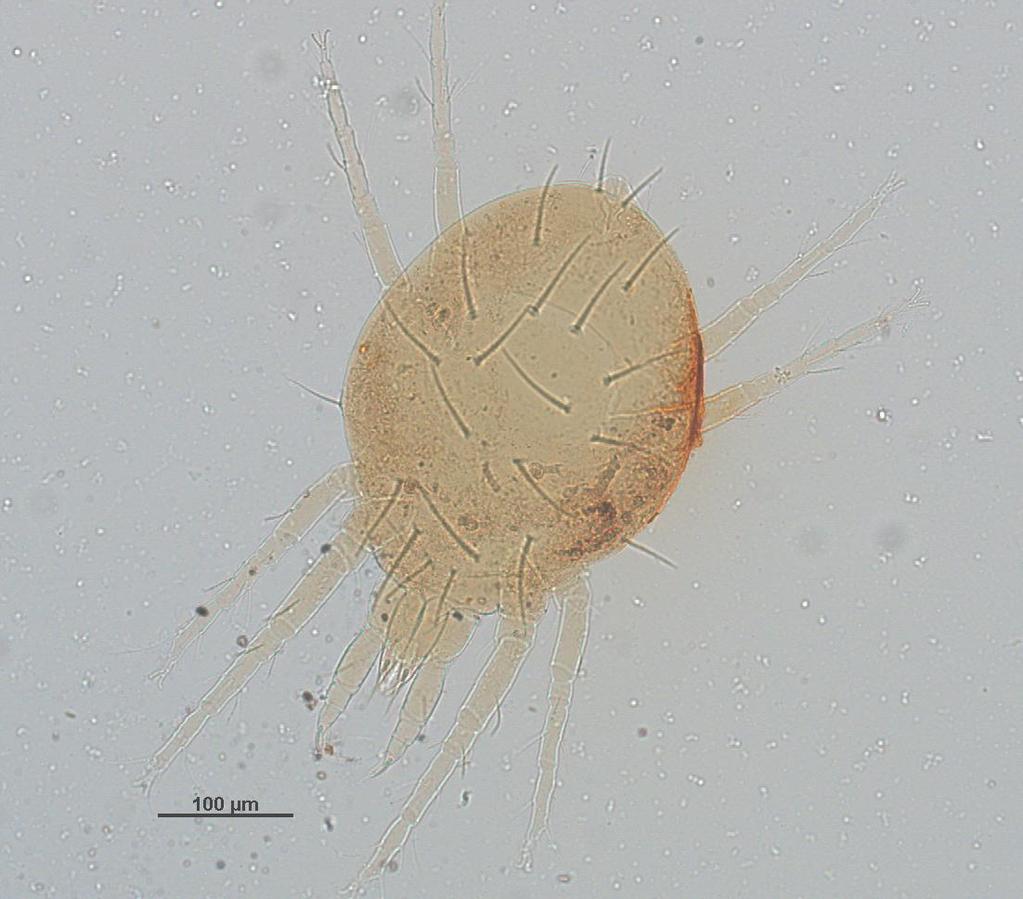 39 Microscopia Figura 15. Fêmea de Agistemus aff.
