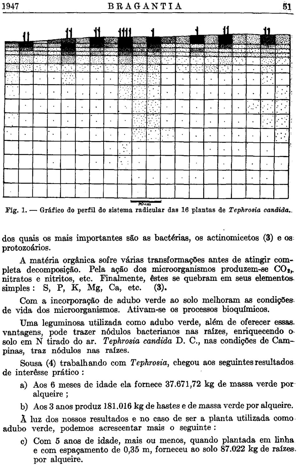 1947 BRAGANTIA 51 Fig. 1. Gráfico do perfil do sistema radicular das 16 plantas de Tephrosia cândida.. dos quais os mais importantes são as bactérias, os actinomicetos (3) e os protozoários.