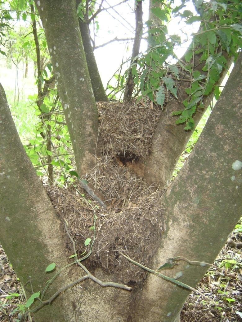 Quenquéns (Acromyrmex