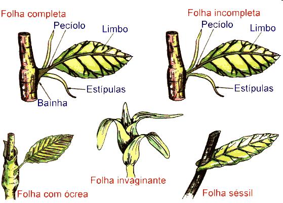 Estrutura das folhas Limbo: porção laminar com nervuras bem visíveis, na extremidade livre (ápice) e uma extremidade presa ao pecíolo (base).