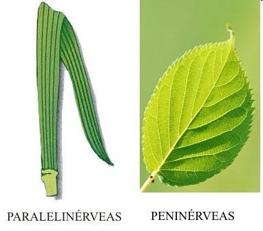 Outras estruturas da folha As folhas podem ser classificadas principalmente pelas nervuras: Paralelinérvias: nervuras