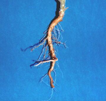 Tipos de raízes 1) Raiz