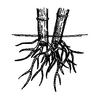 Tipos de raízes O conjunto de todas as raízes de uma planta é chamado de sistema radicular.