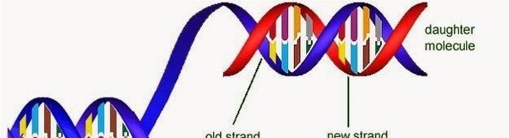 Replicaçãodo DNA