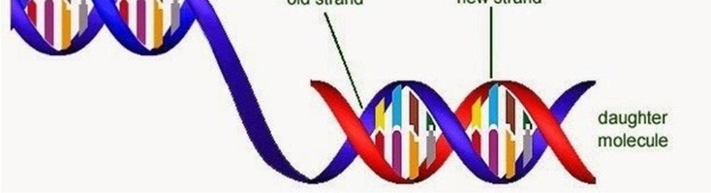 DNA ocorre de