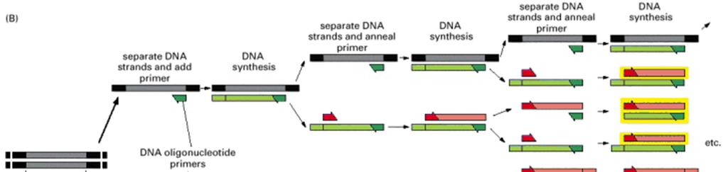 Fases da PCR: