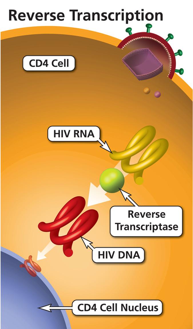 RT-PCR