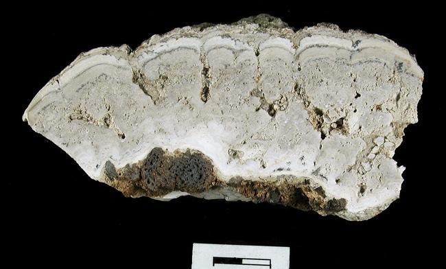 Os estromatólitos são fundamentalmente formados por ÓPALA Ocasionalmente aparecem indícios de argilas.