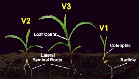 Vegetativo Reprodutivo mesocótilo param. Neste momento, o ponto de crescimento da planta é de aproximadamente 2,5 a 3,75 cm abaixo da superfície do solo.