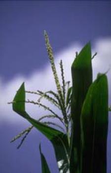 Estágios V7-V9 - Um período de rápido crescimento começa durante estas etapas. Se a planta de milho sofrer algum estresse, folhas inferiores podem morrer. ciclo longo.