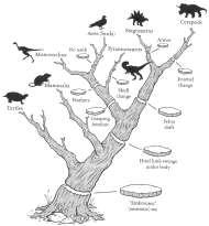 Conectando filogenia, taxonomia, sistemática e conservação Taxonomia Estudo dos relacionamentos entre grupos de organismos é um antigo ramo da biologia clássica.