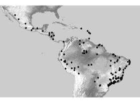Sistemática em Quirópteros Família Phyllostomidae Ordem Chiroptera: ~1 espécies No Brasil: >160 espécies, 31% dos mamíferos continentais Gênero Artibeus Dados de 540 indivíduos sequenciados Cyt-b+COI