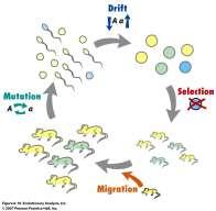 Deriva Mutação mecanismo aleatório através do qual novos alelos surgem na população.