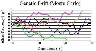 Deriva Genética 6 populações com loci bialélicos, N = 8 Deriva Genética 6 populações com loci bialélicos, N = Deriva Genética A perda de diversidade a cada geração por deriva é dependente do tamanho