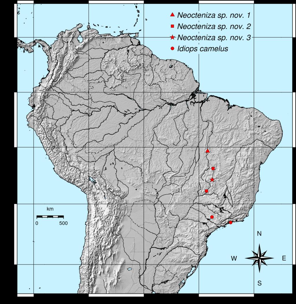 Figuras 4.0-4.6. Idiops camelus (Mello Leitão, 1937), fêmea; 4.0 quelíceras, carapaça; 4.1 corpo, dorsal, comprimento (MTT 19,6 mm); 4.2 genitália, comprimento e largura (1,0 mm; 1,8 mm); 4.