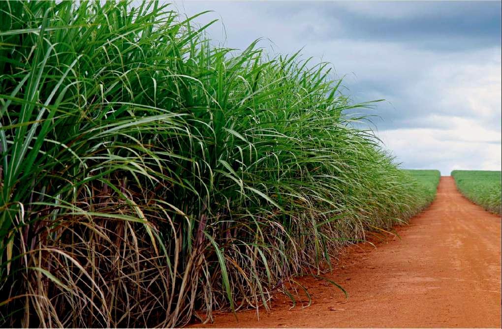 Biomassa da Cana - Matéria Prima Energética Sustentável Açúcar Alimento Sol Água Terra Cana de Açúcar Etanol