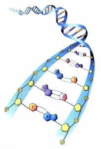 Protocolo RT-PCR